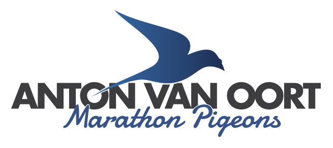 Anton van Oort Marathon Pigeons